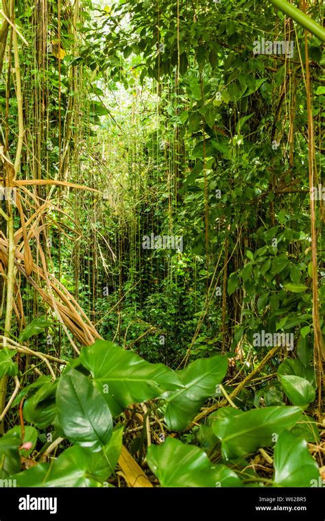 Biosphere 2 Rainforest Stock Photo Alamy