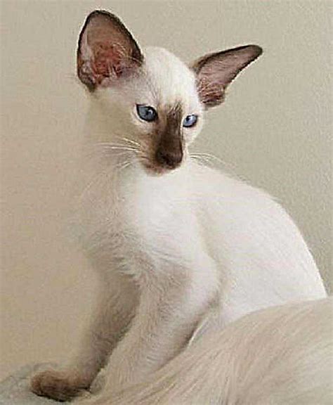 Balinese Cat Characteristics Care And Price Information 2023