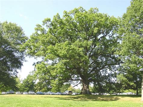 White Oak Quercus Alba Great Plains Nursery