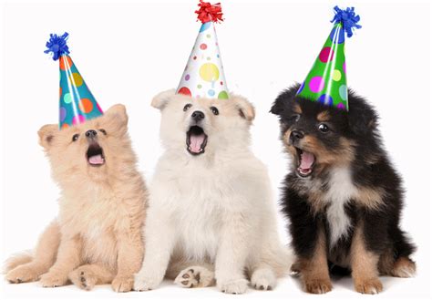 Dogs Singing Happy Birthday Singing Happy Birthday Happy Birthday