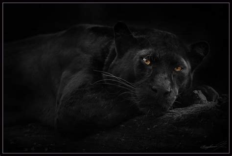 Zwarte Panter Panther Jaguar Göttin
