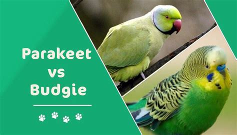 Budgie Vs Parakeet Whats The Difference With Pictures Pet Keen
