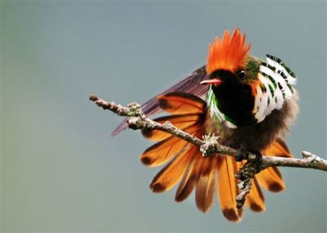 The Frilled Coquette Lophornis Magnificus Is Found Only