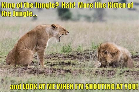 King Of The Jungle Funny Animal Memes Jungle Animals Funny Animals