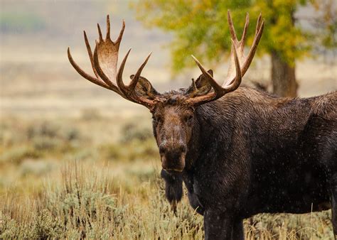 Bull Moose Ubicaciondepersonascdmxgobmx