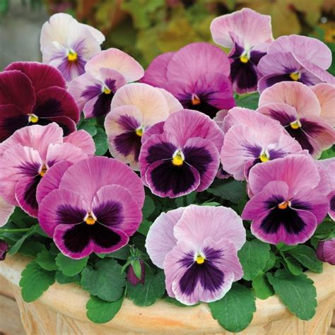 Pansy Pink Shades Multi Pack Coolings Garden Centre