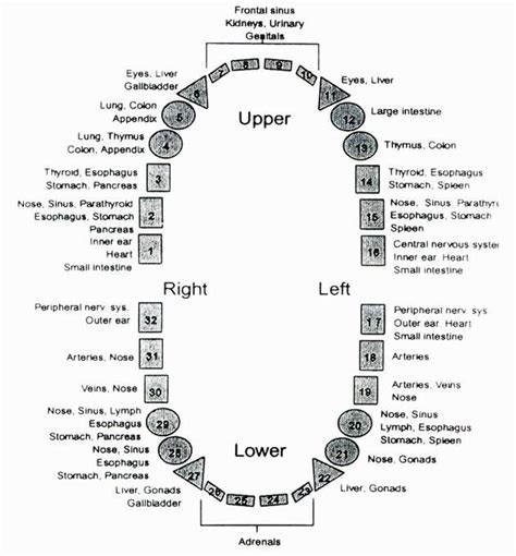 Tooth Meridian Chart Shows The Body Meridian Of Each Tooth