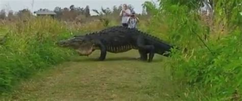 Giant Alligator Draws Crowds Of Visitors To Florida Nature Reserve