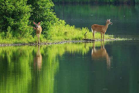 Deer At The River Photograph By Angie Purcell Fine Art America