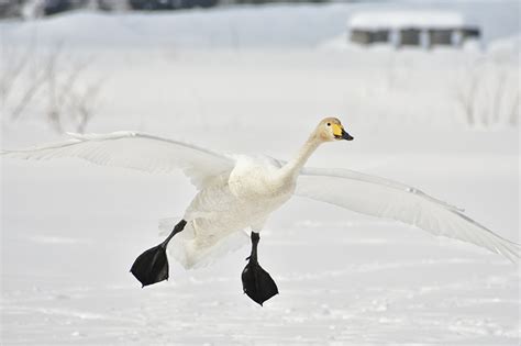 Wallpaper Birds Geese Winter Snow Paws Flight Animals
