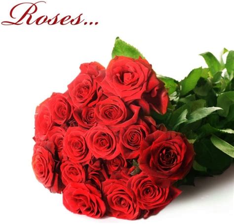 Lovepik provides 120000+ flower photos in hd resolution that updates everyday, you can free download for both personal and commerical use. Rose flowers free stock photos download (11,612 Free stock ...
