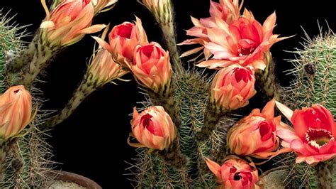 Incredible Timelapses Of Flowering Cacti Mental Floss