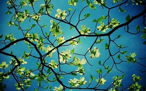 Wallpaper With Tree Branches 51 Images