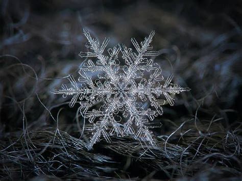 Real Snowflake 2014 12 261 By Alexey Kljatov Snowflakes Real