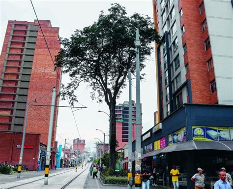 La Historia De Medellín En árboles