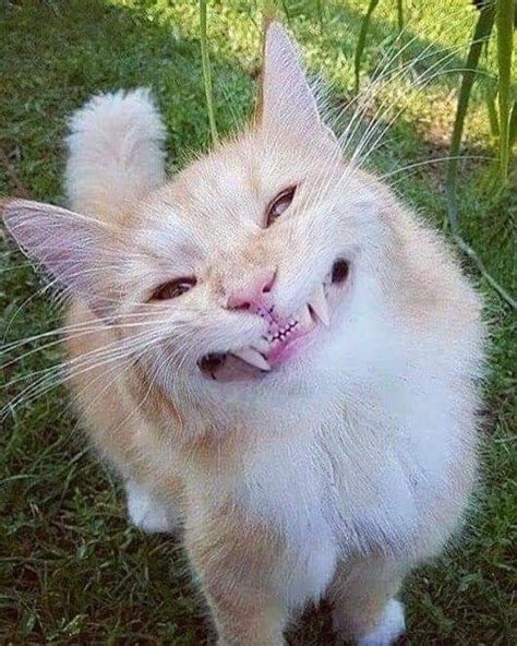 Funny Cat Smile Pics Cat Mania