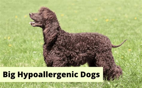 10 Big Hypoallergenic Dogs With No Shedding Or Low Dander 2022