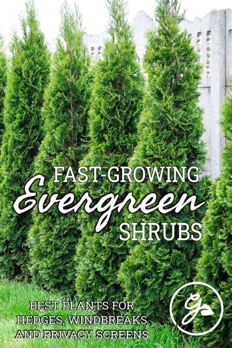 Evergreen Shrubs That Grow Fast For Privacy Fast Growing Evergreens
