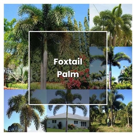 How To Grow Foxtail Palm Plant Care And Tips Norwichgardener