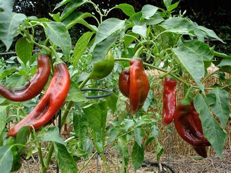 Ancho Poblano Chile Pepper Capsicum Annuum 05g Approx 80 Etsy