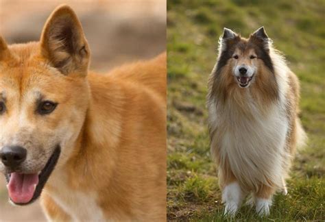 Dingo Vs Collie Breed Comparison Mydogbreeds