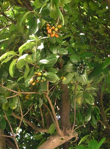 Karaka Tree In Berry Tall Broadleaf Trees Te Ara Encyclopedia Of