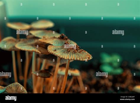 Magic Hallucinogenic Mushrooms In The Garden Stock Photo Alamy
