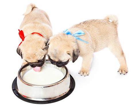 Puppies Drinking Milk Stock Photos, Pictures & Royalty-Free Images - iStock
