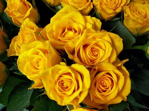Roses Flower Yellow Bright Beautiful Bouquet Wallpapers Hd
