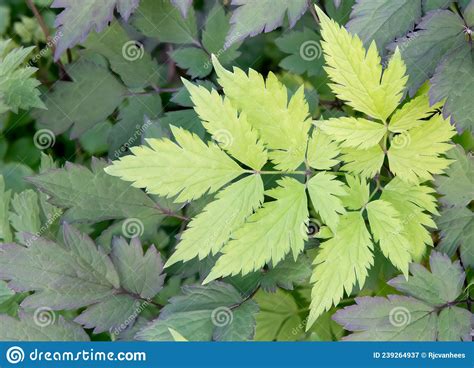 Baneberry Actaea Simplex Pinnate Leaves Stock Image Image Of