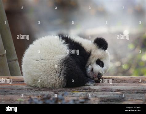 A Baby Panda Lies Sleeping Stock Photo Alamy