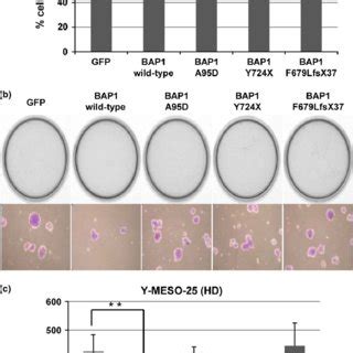 Maybe you would like to learn more about one of these? (PDF) Functional differences between wild-type and mutant ...