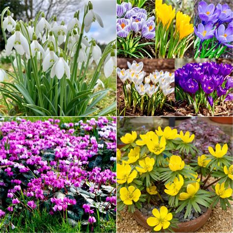 Satisfaction guarantee · personalised cards £3.99 · free chocolates 50 x Winter/Early Spring Flowering Bulbs | Woodland Bulbs