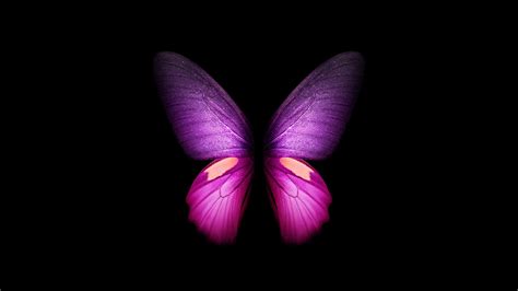 Purple Butterfly 4k Wallpaper Wings Black Background