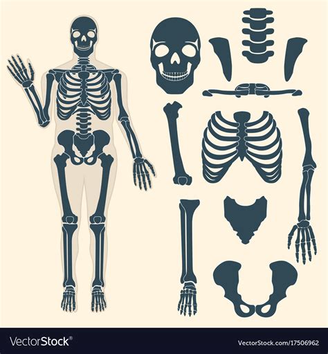 Human Skeleton With Different Parts Anatomy Vector Image