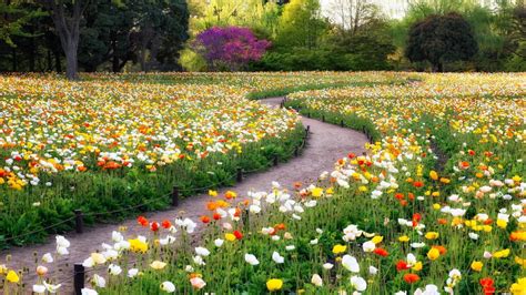Colorful Poppy Flowers Field Garden Hd Spring Wallpapers Hd