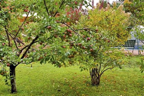 24 Delicious Backyard Fruit Tree Ideas