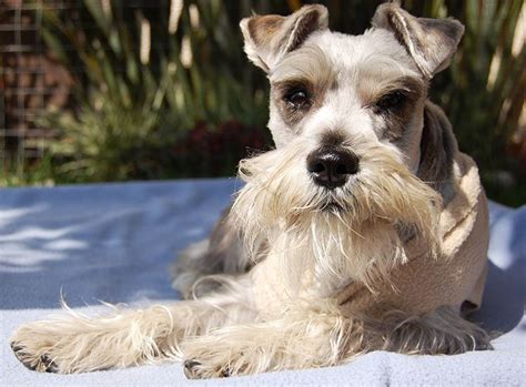 See 8 authoritative translations of perros in english with example sentences, phrases and audio pronunciations. PERROS SCHNAUZER Caracteristicas, fotos y video!