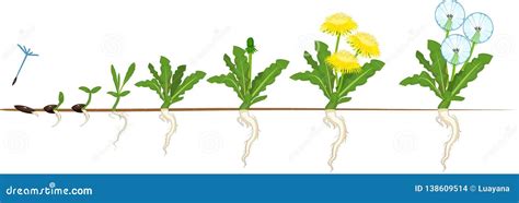 Life Cycle Of A Dandelion Plant