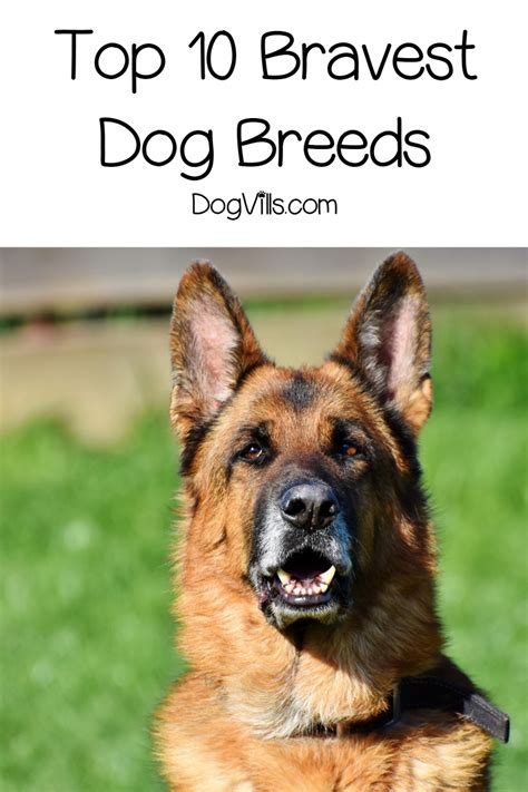 Top 10 Bravest Dog Breeds Dogvills