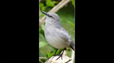 Tropical Mocking Bird Singing Mexico 2014 Youtube