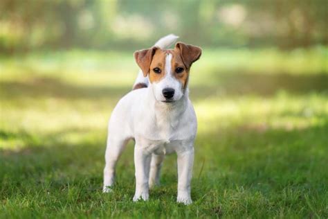 Jack Russell Terrier Características Consejos Y Salud