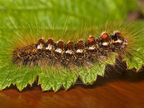 How To Treat Browntail Moth Rash Farmers Almanac Plan Your Day