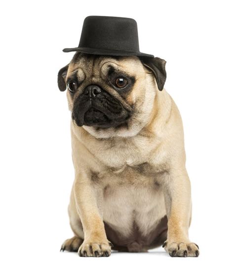 Front View Of A Pug Puppy Wearing A Top Hat Sitting Stock Image