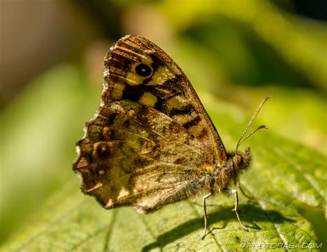 Speckled Wood Butterfly Photorasa Free Hd Photos