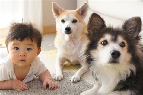 犬と新生児の同居は可能？注意点やコツを知りハッピーな共同生活を Teniteo テニテオ