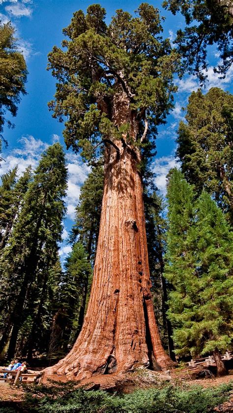 National Parks Sequoia And Kings Canyon Arboles De Colores