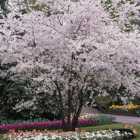 5ft Winter Flowering Cherry Blossom Tree 9l Pot Prunus X Sub