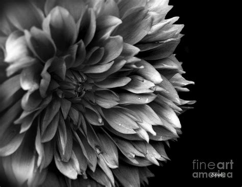 Chrysanthemum In Black And White Photograph By Eena Bo Fine Art America