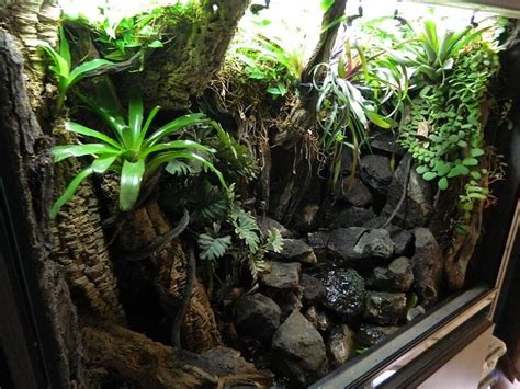 Frog Viv Tropical Terrariums Planted Aquarium Reptile